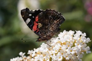 Beroemdheden Gezellige tiny house huren in Nederland omringd door natuur en bomen